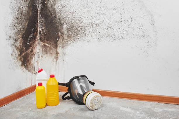 Best Mold Removal Company Near Me  in Twain Harte, CA