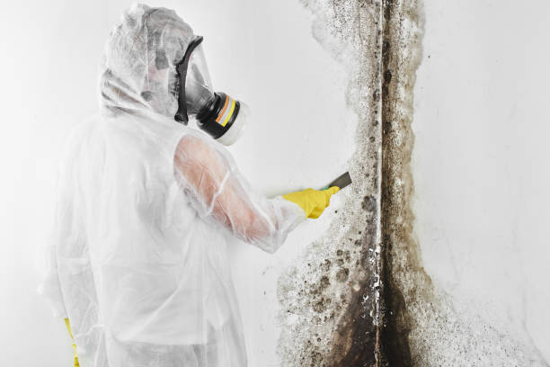 Best Same-Day Mold Removal  in Twain Harte, CA