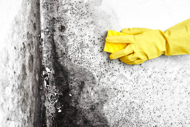 Best Black Mold Removal  in Twain Harte, CA