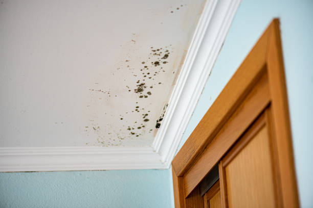 Best Attic Mold Removal  in Twain Harte, CA