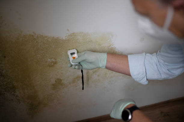 Best Mold Removal Near Me  in Twain Harte, CA