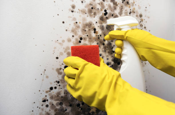 Best Mold Remediation  in Twain Harte, CA