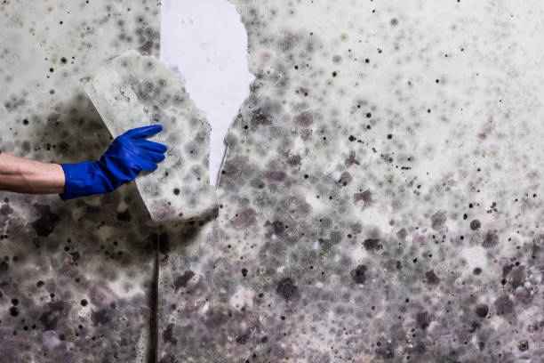 Best Toxic Mold Removal  in Twain Harte, CA