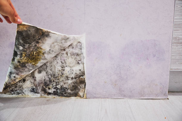 Best Affordable Mold Removal  in Twain Harte, CA